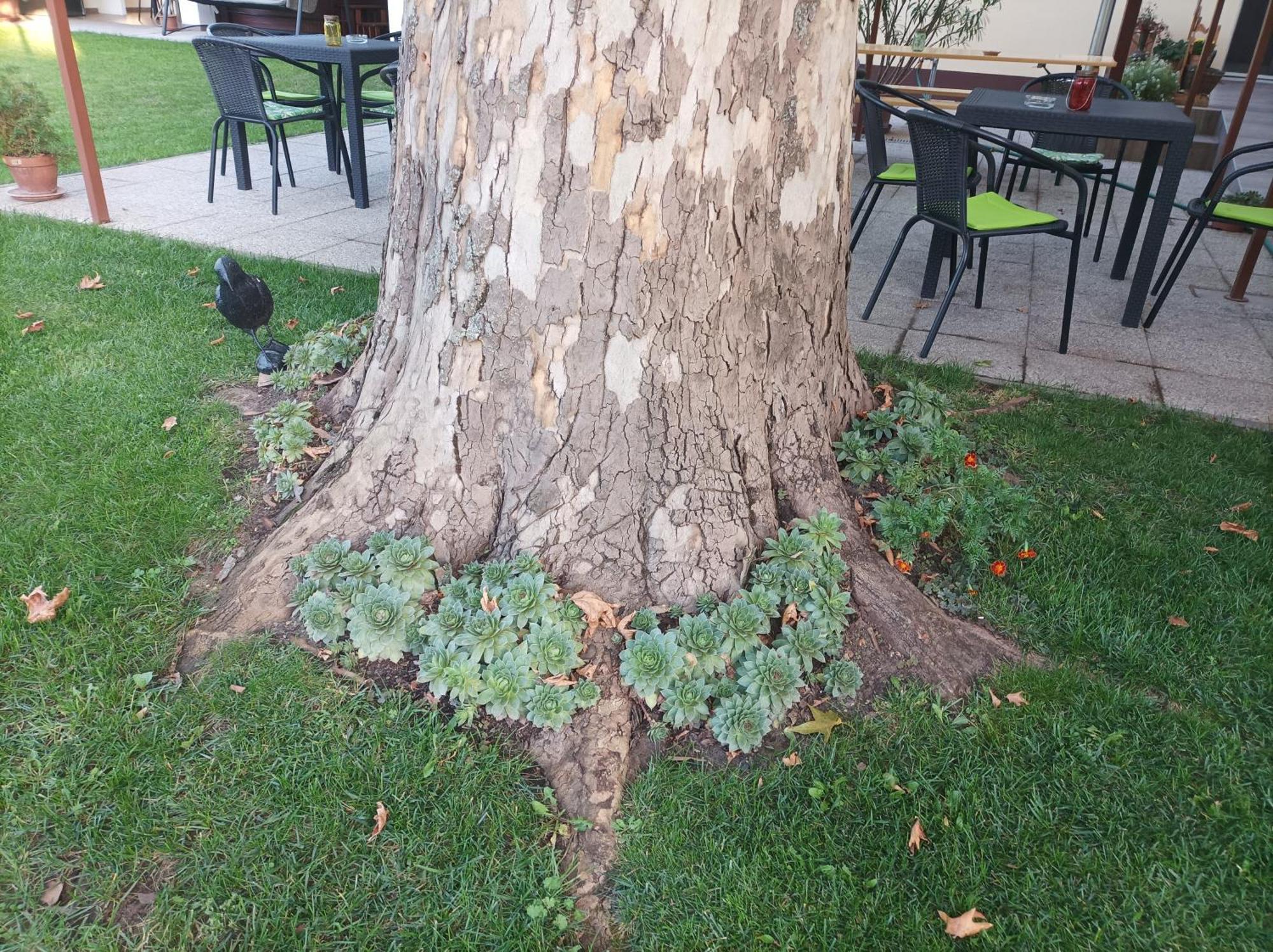 Tartós Szegfű Vendégház, Magánszállás Tazlar Exterior foto